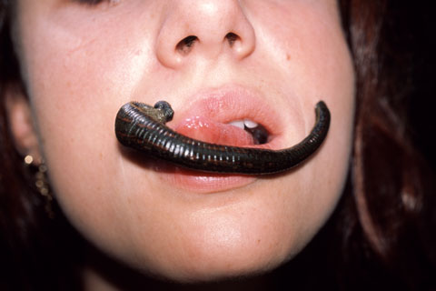 leech, tongue